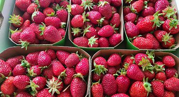 erdbeeren-floberry-1