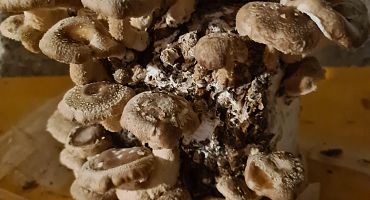 shiitake-1